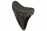 Fossil Megalodon Tooth - South Carolina #108905-1